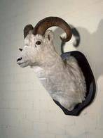 Opgezette Dalls schaap kop - Taxidermie, Ophalen, Zo goed als nieuw, Wild dier, Opgezet dier