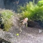 Ancistrus longfin algenetertjes, Dieren en Toebehoren, Vis