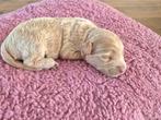 Labradoodle pups  teefjes, Dieren en Toebehoren, Overige rassen, 8 tot 15 weken, Meerdere dieren, Eén hond