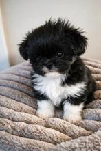 Shih Tzu x Shih Tzu Maltezer boomer pup meisje 10 weekjes, Dieren en Toebehoren, Honden | Chihuahua's en Gezelschapshonden, Overige rassen