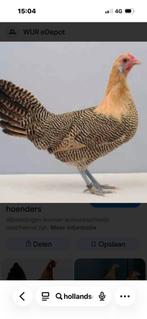 Broedeieren Hollandse hoen goudpel citroenpel Hollandsehoen, Dieren en Toebehoren, Pluimvee, Geslacht onbekend, Kip