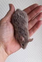 Texel kleurmuizen man, Dieren en Toebehoren, Knaagdieren, Muis, Mannelijk, Januari, Tam