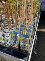 Druif 'Rondo' - Vitis - Fruitplant, Tuin en Terras, Planten | Tuinplanten, Ophalen, Volle zon, Vaste plant, Fruitplanten