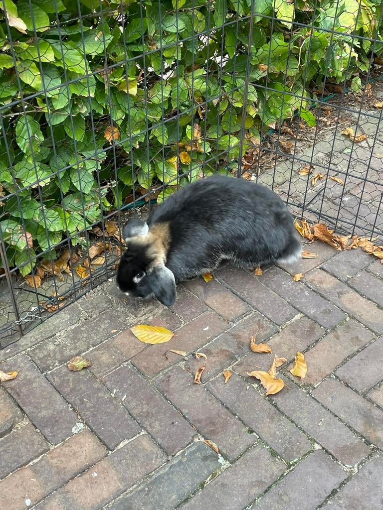 Lieve raszuivere nhd voedster, Dieren en Toebehoren, Konijnen, Vrouwelijk, Dwerg, Hangoor, 0 tot 2 jaar