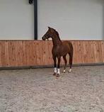 Dressuurtalent voor de toekomst! (v. le Formidable), Dieren en Toebehoren, Met stamboom, Niet van toepassing, Dressuurpaard, 3 tot 6 jaar