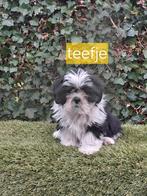 Te koop mooie kleinblijvende speelse boomer pups, Parvo, Overige rassen, 8 tot 15 weken, Meerdere