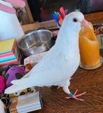 Jong postduiven, geringd!!, Dieren en Toebehoren, Vogels | Duiven, Meerdere dieren, Postduif