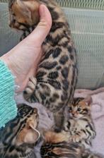 Bengaal kittens🤎🏡, Dieren en Toebehoren, Katten en Kittens | Raskatten | Korthaar, Meerdere dieren, Gechipt, 0 tot 2 jaar