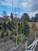 Acer negundo, Ophalen, Esdoorn, 250 cm of meer