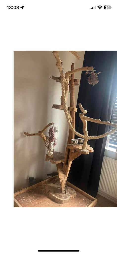 javaboom, Meerdere dieren, Parkiet