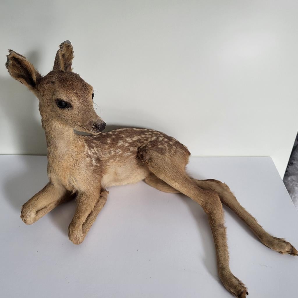 Opgezet hertje /reetje, taxidermie, Ophalen, Gebruikt, Vogel, Opgezet dier