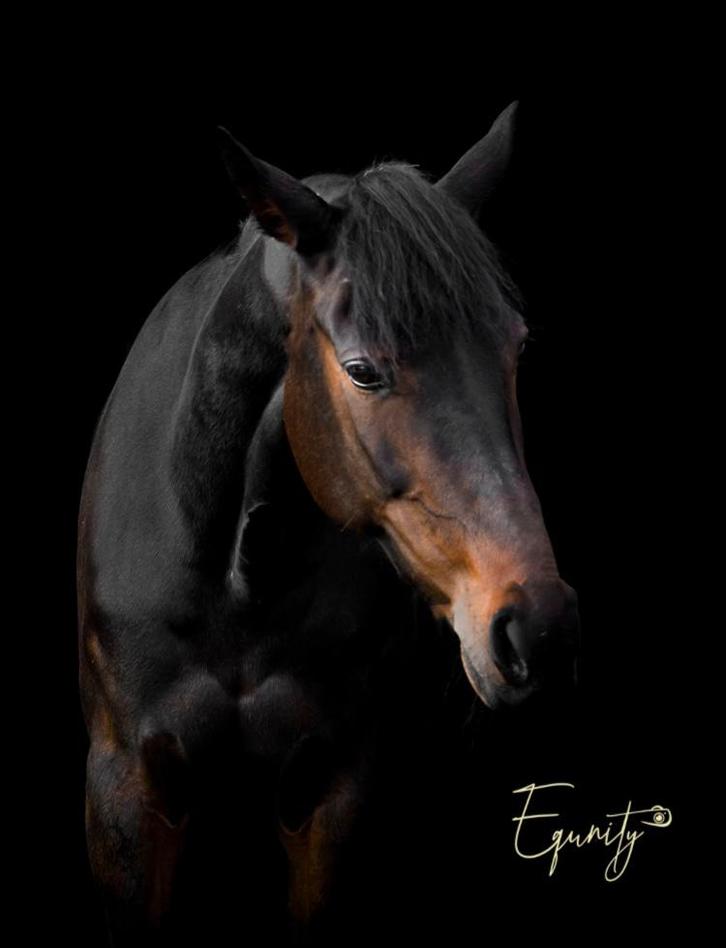 recreatie/endurance E pony, Dieren en Toebehoren, Paarden, Merrie, Niet van toepassing, Minder dan 160 cm, 11 jaar of ouder, Recreatiepaard