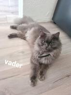 Siberische kittens, Dieren en Toebehoren, Katten en Kittens | Raskatten | Langhaar, Meerdere dieren, Ontwormd