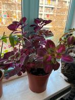 Siernetel plant mooie en gezond met pot moet weg!, Ophalen, Halfschaduw, Minder dan 100 cm