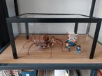 Vitrine display voor lego set Aragog - 76434, Ophalen of Verzenden, 25 tot 50 cm, 50 tot 100 cm, Minder dan 100 cm