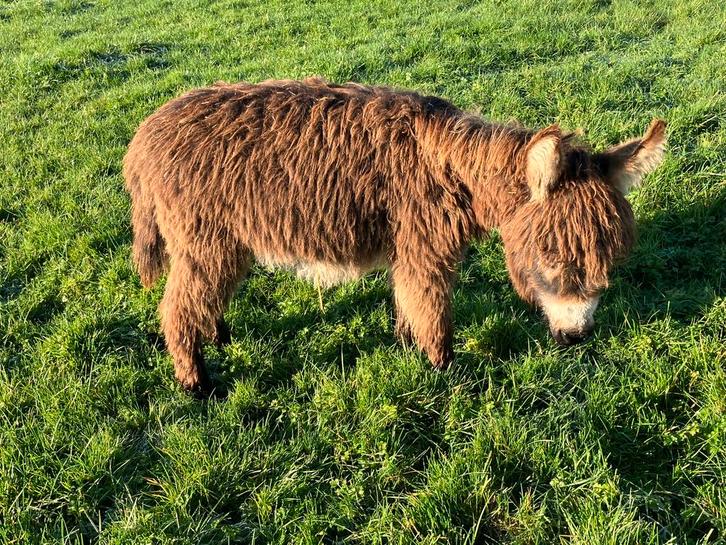 Mediterrane mini ezel hengstveulen miniezel, Dieren en Toebehoren, Overige Dieren, Mannelijk, Juni