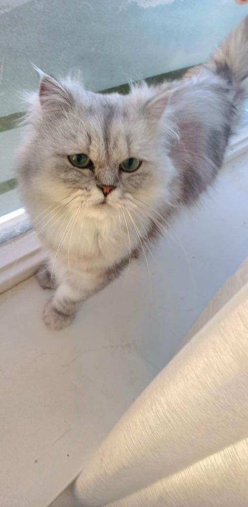 Prachtige Britse Main Coon langhaar kater, Dieren en Toebehoren, Katten en Kittens | Raskatten | Langhaar, Kater, Ontwormd