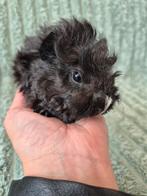Jong Lunkarya Cavia beertje., Mannelijk, Cavia, Na 1 juli 2024, Tam