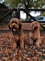 Nest aankondiging mini-medium Labradoodle pups, Dieren en Toebehoren, Overige rassen, CDV (hondenziekte), 8 tot 15 weken, Meerdere