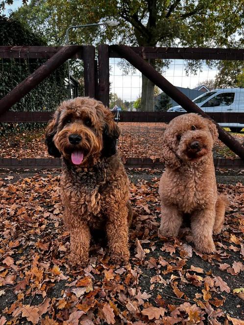 Nest aankondiging mini-medium Labradoodle pups, Dieren en Toebehoren, Honden | Retrievers, Spaniëls en Waterhonden, Meerdere dieren