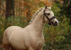 Prachtige Welsh A pony’s, Dieren en Toebehoren, Pony's, Merrie, Gechipt, 3 tot 6 jaar, C pony (1.27m tot 1.37m)