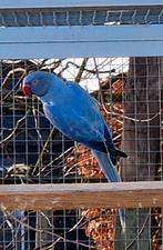 Halsbandparkiet, Parkiet