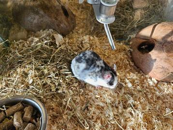 Mesocricetus auratus Goud Hamster beschikbaar voor biedingen