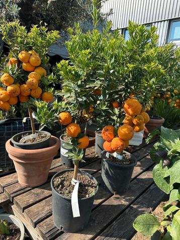 Aanbieding citrus boompjes  beschikbaar voor biedingen