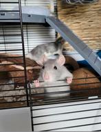 2 lieve tamme ratjes met kooi en toebehoren, Dieren en Toebehoren, Knaagdieren, Rat, Februari, Vrouwelijk, Tam