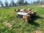 mooie bonte rammen, Mannelijk, Schaap