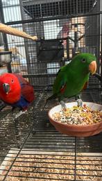 Edel papegaaien 2025, Dieren en Toebehoren, Vogels | Parkieten en Papegaaien, Meerdere dieren, Papegaai, Pratend