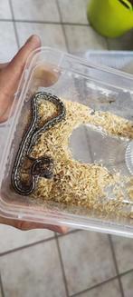 Rattenslang honey tessera, Dieren en Toebehoren, Reptielen en Amfibieën, Slang, 0 tot 2 jaar