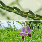 Sesam zaden (bio), Verzenden, Zaad