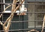 Zebravinken, Dieren en Toebehoren, Vogels | Toebehoren, Ophalen, Zo goed als nieuw, Kooi-accessoires