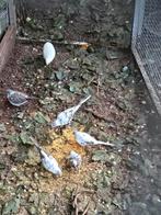 Diverse vogels in 1 koop, Meerdere dieren, Geringd