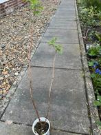 Frambozen planten, Tuin en Terras, Ophalen of Verzenden