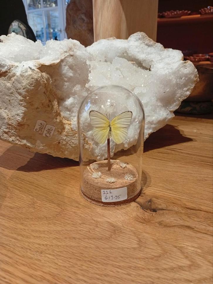 Prachtige vlinder in stolp hoogte 11 cm, Huis en Inrichting, Woonaccessoires | Stolpen, Zo goed als nieuw, Ophalen of Verzenden