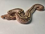 0.1 lesser dubbel het clown pied ball python, Dieren en Toebehoren, Reptielen en Amfibieën, Slang, 0 tot 2 jaar