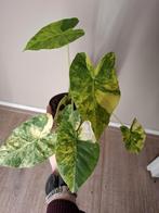 Alocasia Gageana Aurea Variegata, Huis en Inrichting, Kamerplanten, Ophalen of Verzenden, Halfschaduw, Minder dan 100 cm