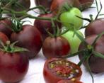 Tomaat Cherry Black, Ophalen of Verzenden, Voorjaar, Volle zon, Zaad