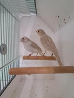 Kanaries, Dieren en Toebehoren, Vogels | Toebehoren, Ophalen, Zo goed als nieuw, Kooi-accessoires