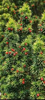 GEZOCHT TAXUS TAKKEN/SNOEIAFVAL, Ophalen of Verzenden