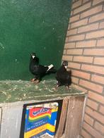 Syrische duif, Vrouwelijk, Kropper