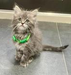 Prachtige Maine Coon kittens zoeken nieuw thuis, Dieren en Toebehoren, Katten en Kittens | Raskatten | Langhaar, Meerdere dieren