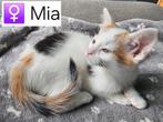 Super lieve halve Maine Coon kittens, mogen direct verhuizen, Dieren en Toebehoren, Katten en Kittens | Raskatten | Langhaar, Meerdere dieren
