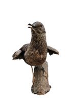 Grote Jager taxidermy, Dieren en Toebehoren, Vogels | Overige Vogels, Meerdere dieren, Roofvogel