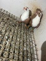 Koppel duiven te koop, Dieren en Toebehoren, Vogels | Duiven, Meerdere dieren, Overige soorten