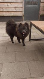 Pomperiaan reutje, Dieren en Toebehoren, 15 weken tot 1 jaar, Reu, Eén hond, Nederland