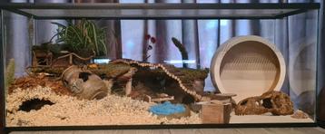 Glazen Verblijf voor Hamsters – Zonder Plateaus, Schuifruit beschikbaar voor biedingen