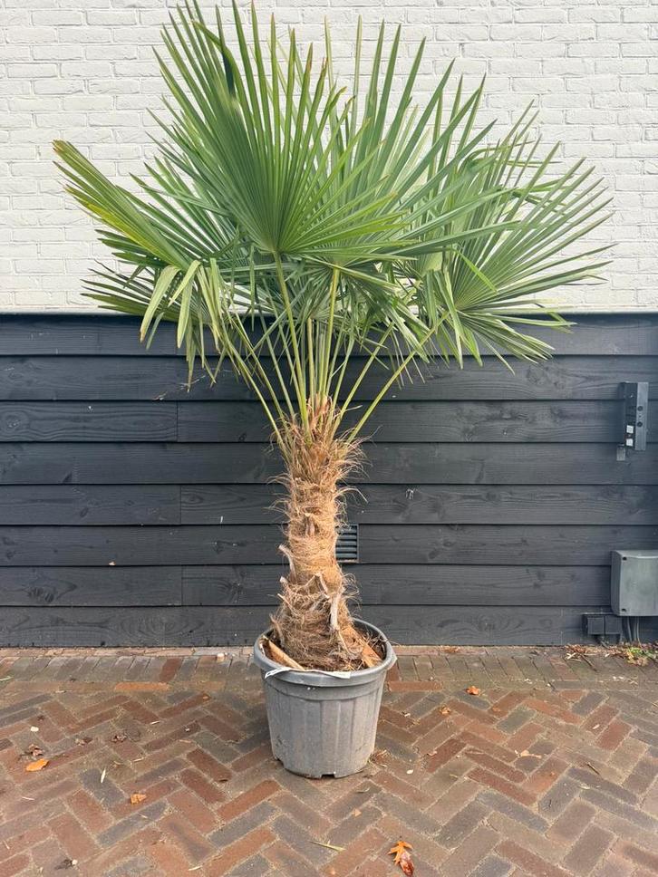 Trachycarpus fortunei palmbomen 60/80cm stam, Tuin en Terras, Planten | Bomen, Palmboom, 100 tot 250 cm, Volle zon, Zomer, Ophalen